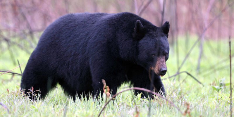 Big bears among those harvested in 2024